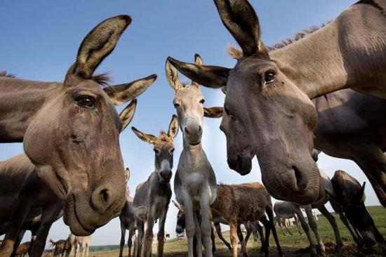 Una ciudad turca jubila a tres burros recogebasuras con música de Mozart