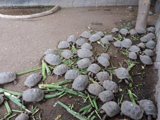 Eclosionan 3.000 huevos de tortugas en centro crianza en Galápagos en 23 años