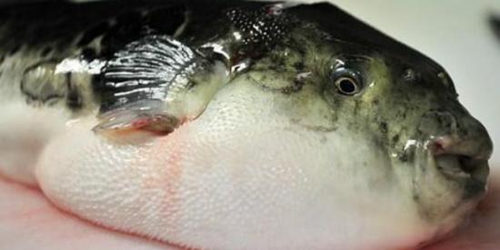 Una ciudad japonesa en alerta por la venta de pez globo que podría ser mortal