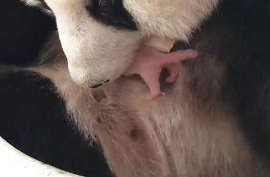 Una pareja de pandas gigantes de un zoológico de Malasia tiene su segundo hijo