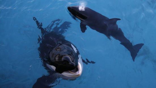 Wikie, la primera orca capaz de reproducir palabras como 'hola' y 'adiós'