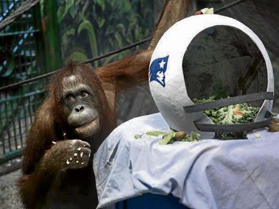 Orangután vaticina  el triunfo  de los Patriots