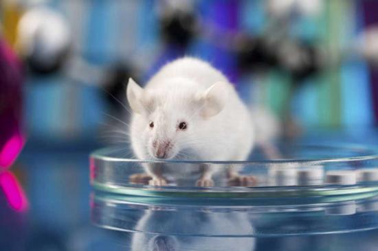 Identifican en ratones una nueva vía para mejorar la quimioterapia