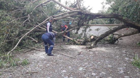 Caída de árbol causa molestias en una ciudadela de El Carmen