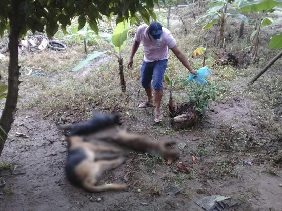 Tres perros mueren aparentemente envenenados en El Carmen