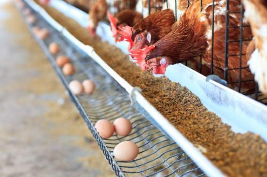 Francia prohibirá a partir de 2022 la venta de huevos de gallinas criadas en jaulas