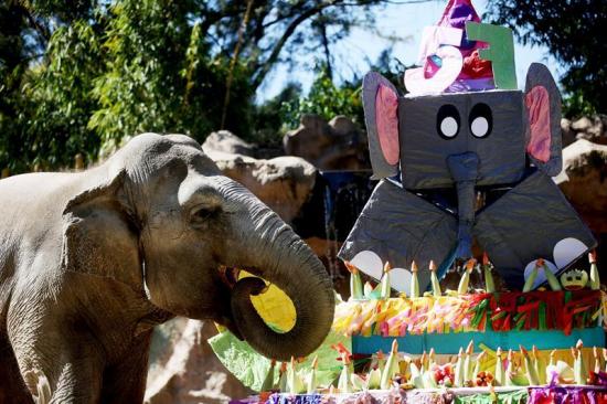 Elefanta guatemalteca Trompita celebra su 57 cumpleaños con barrito de júbilo