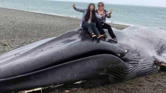 Indignación por grafitis y fotos encima de ballena azul varada sur de Chile