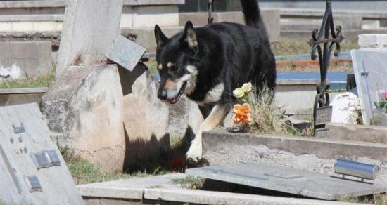 Muere el perro que veló durante una década la tumba de su amo en Argentina