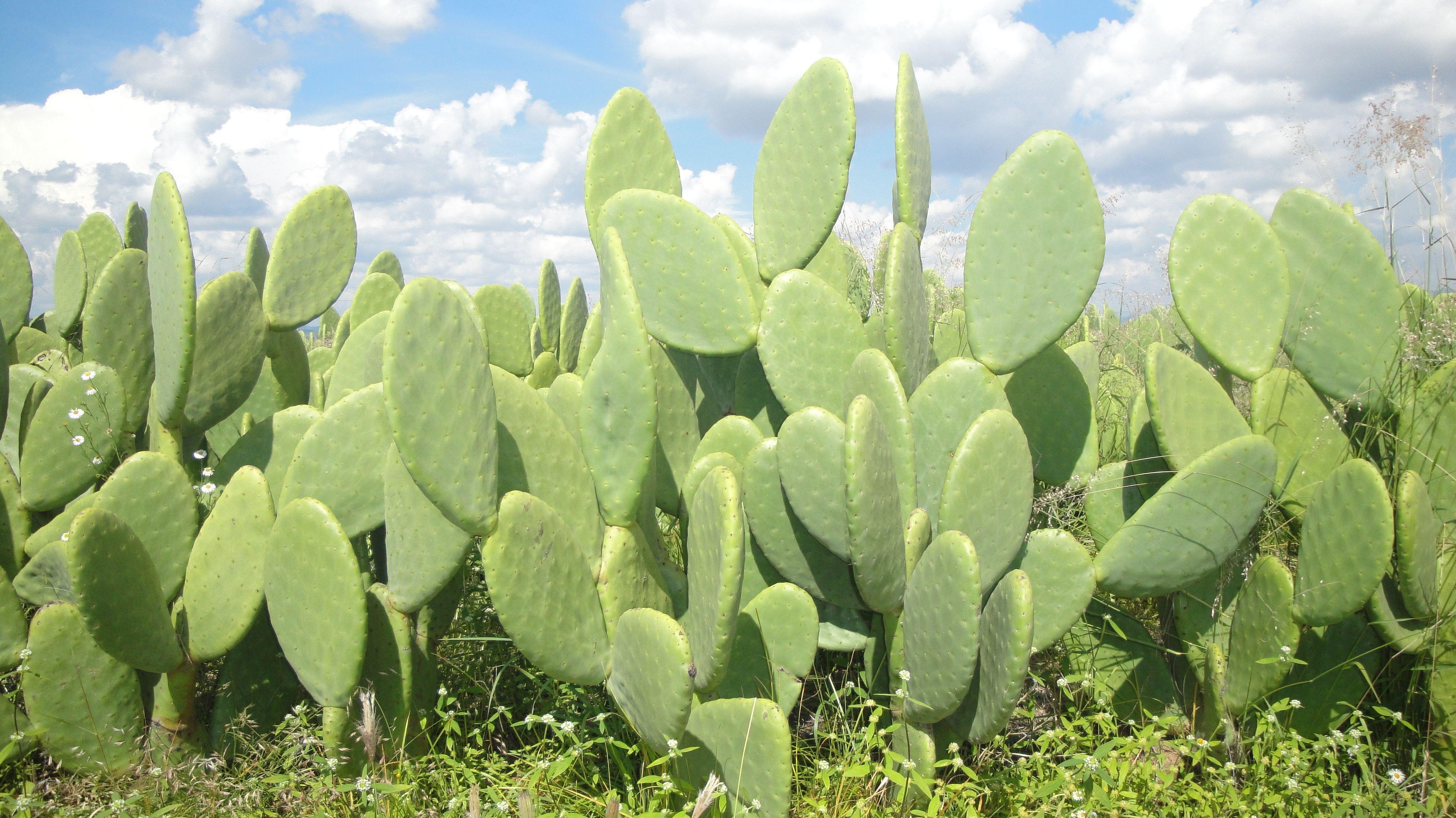 mexicanos-descubren-utilidad-de-la-baba-del-nopal-para-elaborar