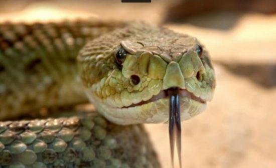 El veneno de la serpiente de cascabel mata bacterias