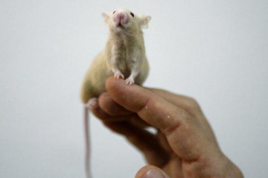 Nuevo fármaco capaz de frenar la diabetes tipo 1 en ratones