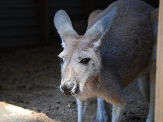 Un canguro muere en un zoo de China por los ladrillazos de visitantes
