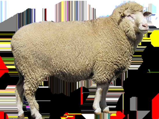 La lana de borrego es su fuente de economía