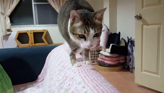 Una gata de dos patas ha cautivado en redes sociales