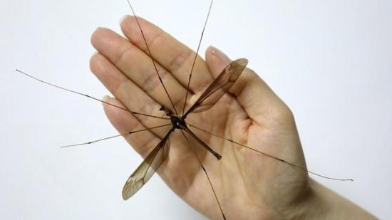 Descubren en China a un mosquito gigante con 11 centímetros de envergadura