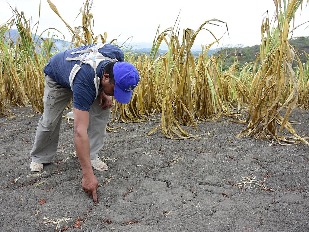 La sequía acecha a la agricultura | El Diario Ecuador