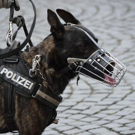 Policía holandesa entrena perros para dar con violadores a través de esperma