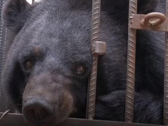 Una familia china cría a un oso pensando que era un perro