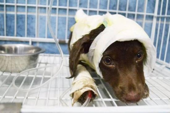 Inicia juicio a acusado por despellejar vivo a un cachorro en Argentina