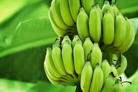 Cargamento de banano ecuatoriano llega a Brasil, tras 20 años de restricción