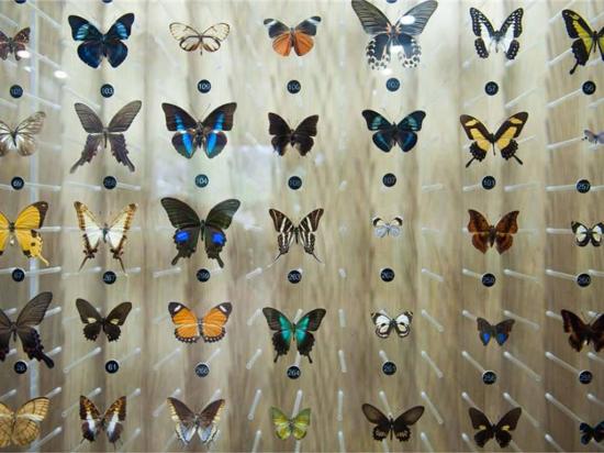 Un museo dedicado a mariposas en peligro de extinción