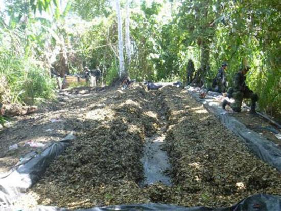 Destruyen más de 13.000 hectáreas de hojas de coca