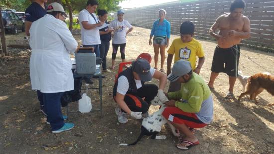 Realizarán jornada de esterilización para perros y gatos en Jipijapa