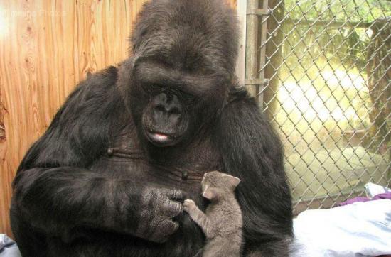 Muere Koko, la gorila capaz de ''hablar'' a través del lenguaje de signos
