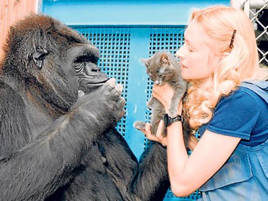 Murió koko, la gorila capaz de “hablar”