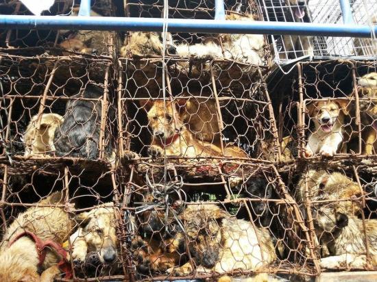 China celebra su festival de carne de perro pese alertas de riesgo para salud