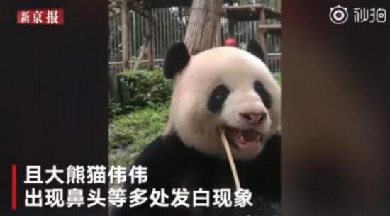 Zoológico chino despide a trabajador por vídeo viral en el que maltrata oso panda