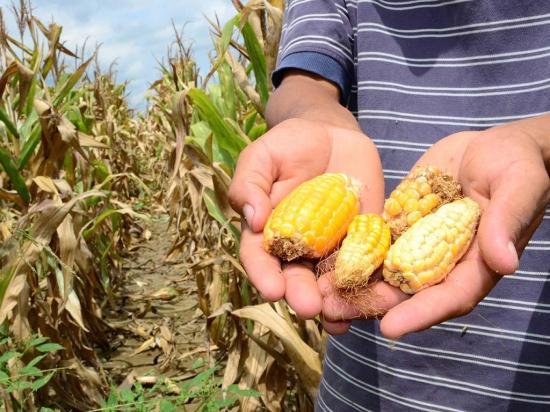 30 mil avisos de siniestro en cultivos de maíz