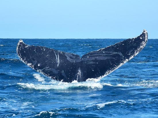 Las ballenas jorobadas ponen emoción en el mar