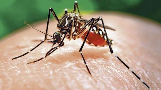 Una cura contra pulgas en mascotas podría prevenir zika y malaria en humanos