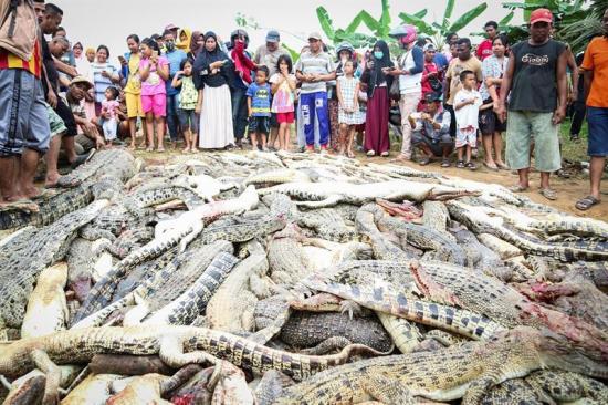 Aldeanos matan 292 cocodrilos para vengar la muerte de un vecino en Indonesia