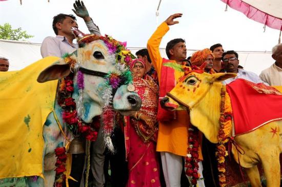 Una boda entre una vaca y un toro, el secreto contra la sequía en la India