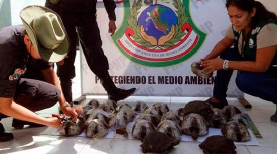 Rescatan en Perú a casi 200 crías de tortuga del maletero de un autobús