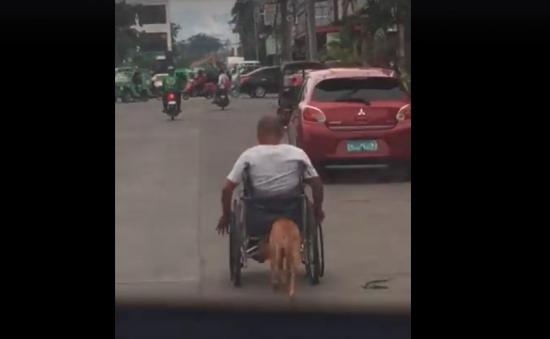 Vídeo: Un perrito ayuda a empujar la silla de ruedas de su dueño