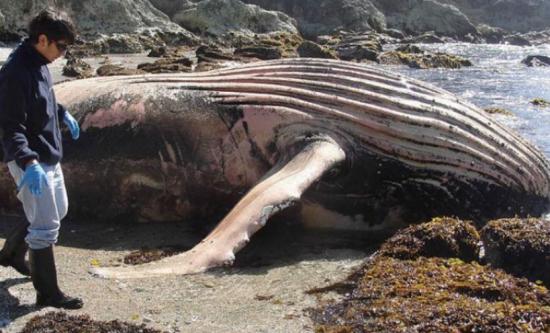 Liberan a ballena que quedó varada en la isla chilena de Chiloé
