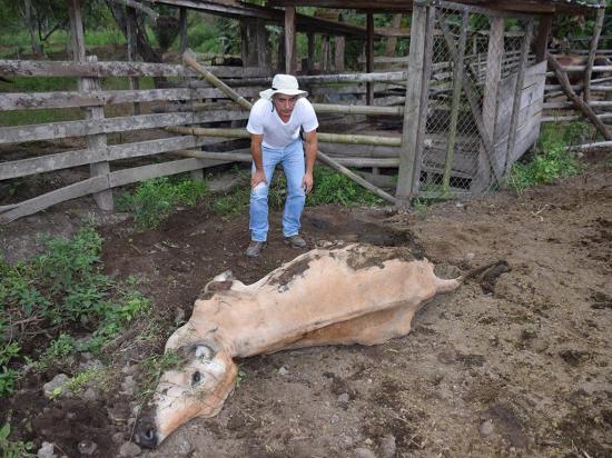 Un extraño mal mata a las vacas en la zona rural de Chone