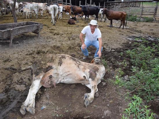 Atención: Parásito de la babesia ocasionó la muerte del ganado en Chone