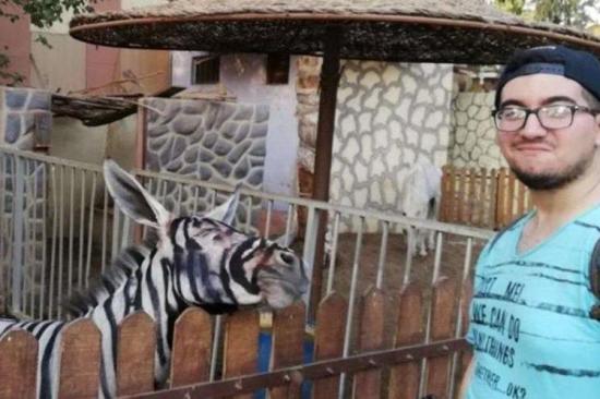 Una foto de una burra pintada de cebra mete en un lío a un zoo egipcio