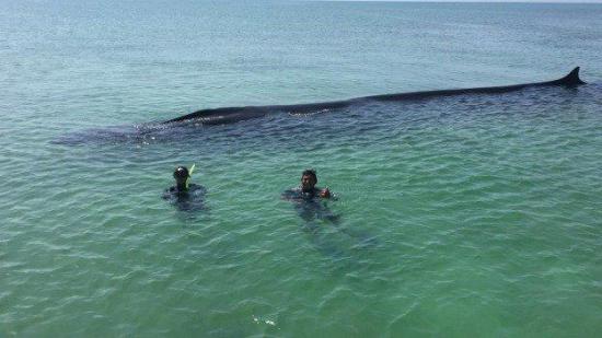 Rescatan con éxito una ballena varada en una isla del Caribe mexicano