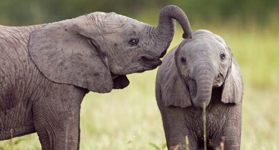 Descubren un gen que protege sobremanera del cáncer a los elefantes
