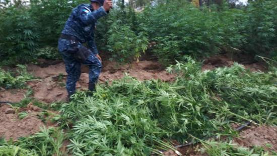 Policía destruye 114.692 matas de marihuana en el oeste de Guatemala