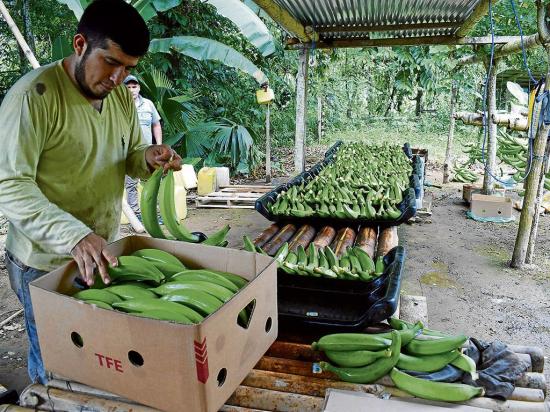 El plátano del mercado local está más caro que el de exportación