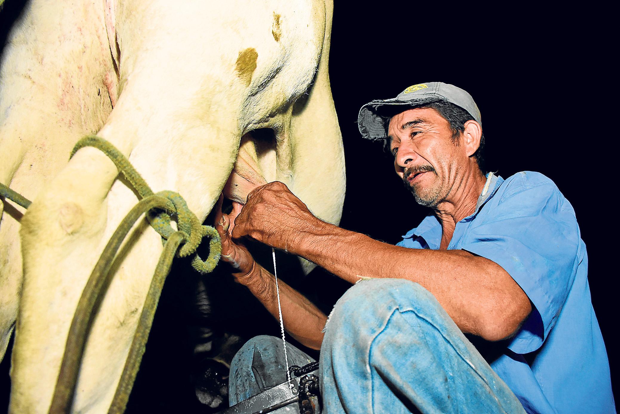 La Leche Se Saca A Las 4 De La Mañana El Diario Ecuador 4058