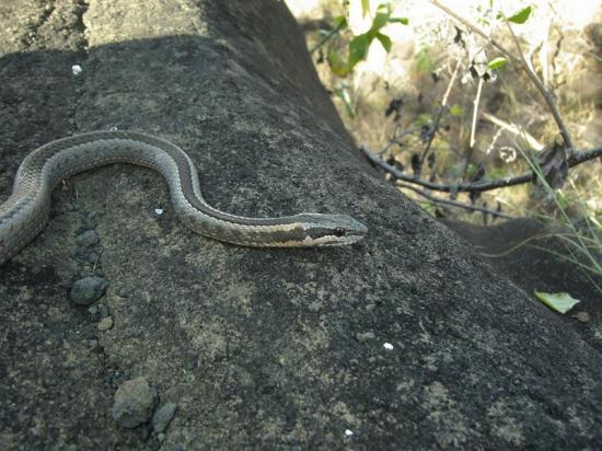 Descubren tres nuevas especies de serpientes en el archipiélago de Galápagos