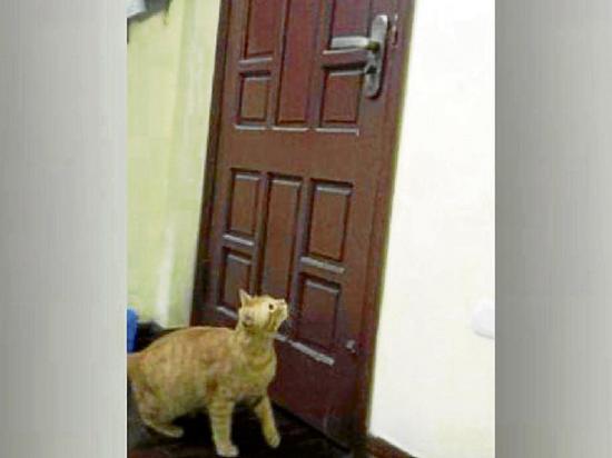 Un gato sorprende  al abrir una puerta con sus patas